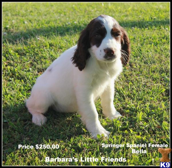 Puppies in Scottsville